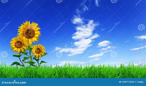 Three Yellow Sunflowers on Green Grass Stock Photo - Image of outdoor ...