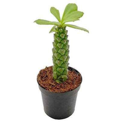 Купить суккуленты 🌵 - большой выбор живых растений для вашего дома и офиса