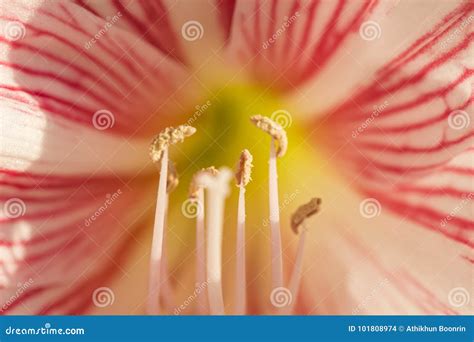 Hippeastrum Johnsonii埋葬的花粉 透视图 库存照片 图片 包括有 照亮 相当 101808974