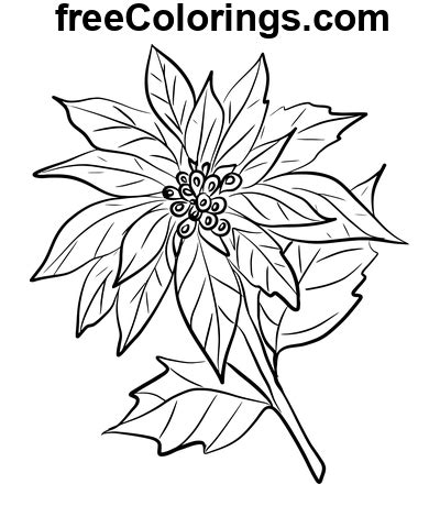 Poinsettias Dart Au Trait Coloriages Gratuits Imprimer