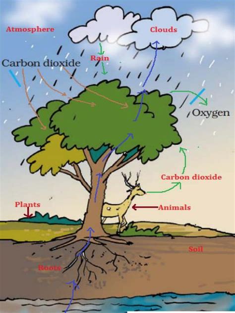 Rainforest Water Cycle Diagram