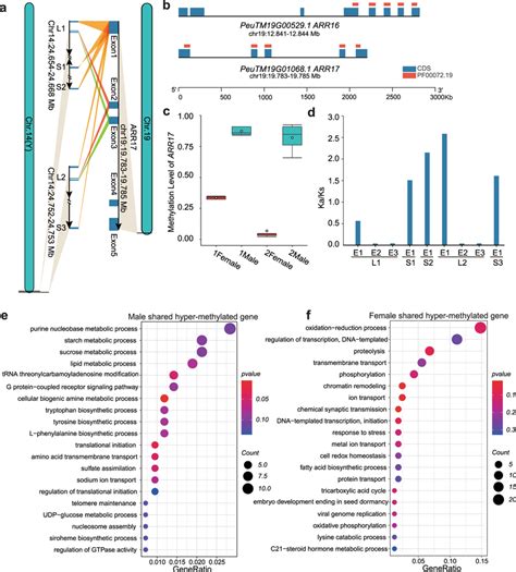 Differential Methylation Levels Of Arr17 In Males And Females