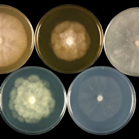 Colony Morphology Of Phytophthora Inundata Isolate Sust After D At