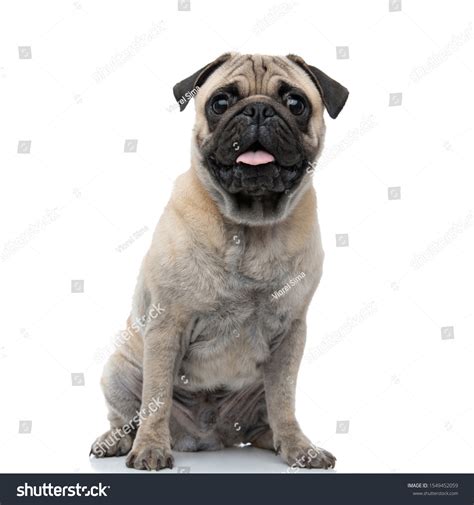 Cute Pug Sticking Out Tongue Panting Stock Photo 1549452059 Shutterstock