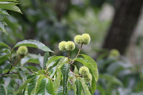 Chinese Chestnut Tree Facts Uses And Planting Tips Hubpages