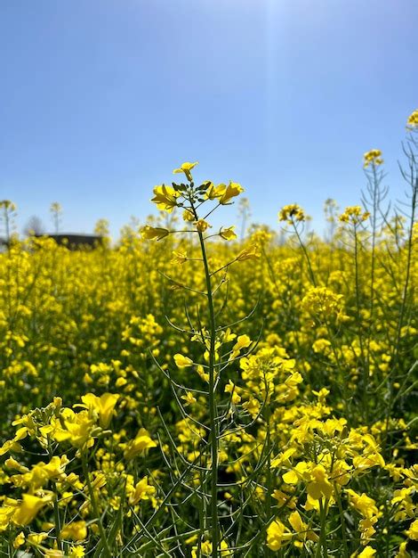 Um Campo De Flores Amarelas Uma Casa Ao Fundo Foto Premium