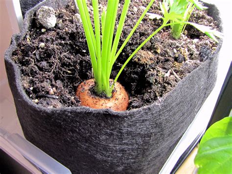 Bucolic Bushwick Indoor Vegetable Gardening Harvest Carrots