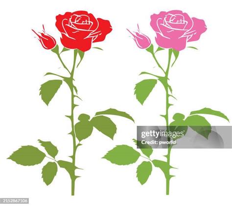 63293 Red Roses Stock Photos High Res Pictures And Images Getty Images