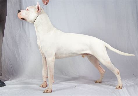 Dogo Argentino Puppies For Sale - AKC PuppyFinder