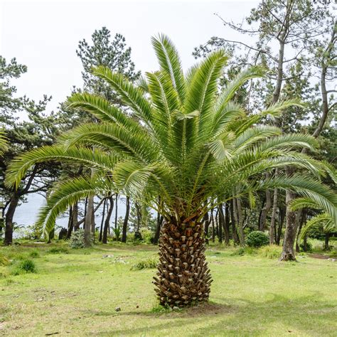 Canary Island Date Palm seeds - Phoenix canariensis - 5 seeds – Garden ...