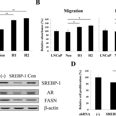 Srebp Promotes Human Prostate Tumor Growth And Castration Resistance