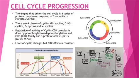 Cell Cycle And Regulation PPT