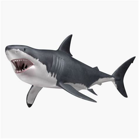 Carcharodon Carcharias Great White Shark 3D Model 99 Ma Obj Free3D