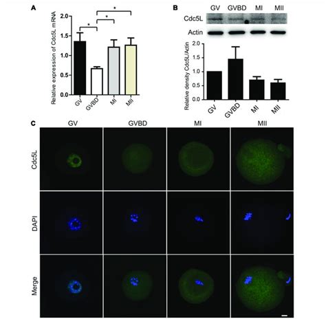 Expression And Subcellular Localization Of Cdc L During Mouse Oocyte