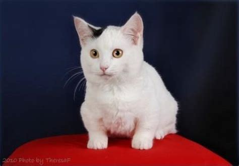 Munchkin Cats - Origin and History