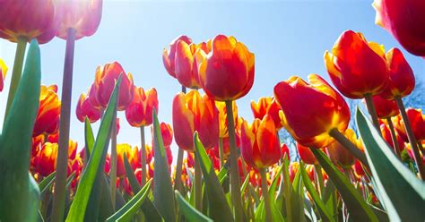 9 Reasons Why Tulip Leaves Turn Yellow Prematurely