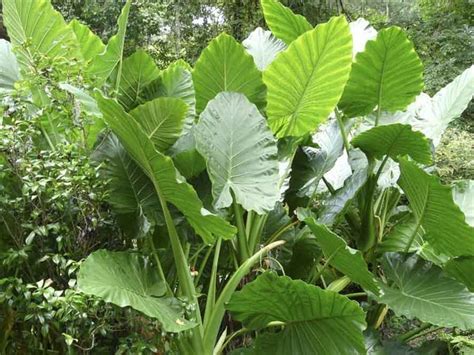 Giant Elephant Ear Alocasia Macrorrhiza 300mm