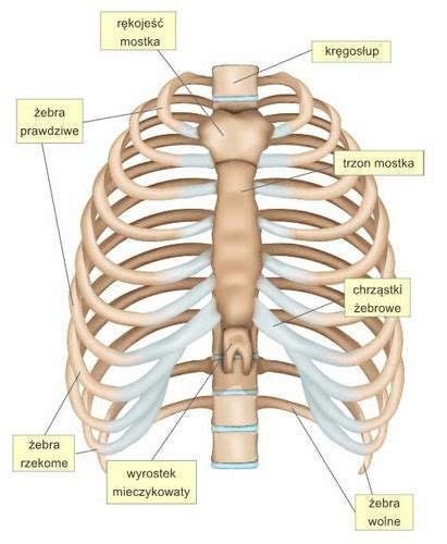 Klatka Piersiowa Thorax Flashcards Quizlet