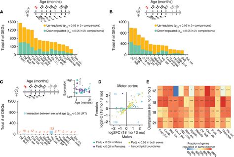 Atlas Of The Aging Mouse Brain Reveals White Matter As Vulnerable Foci Cell