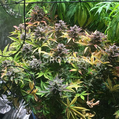 Advanced seeds Auto Blue Diesel Samokvetoucí semena konopí