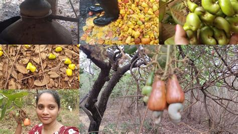 Goan Cashew Harvesting Biggest Cashew Tree Forest Art Of Making Cashew