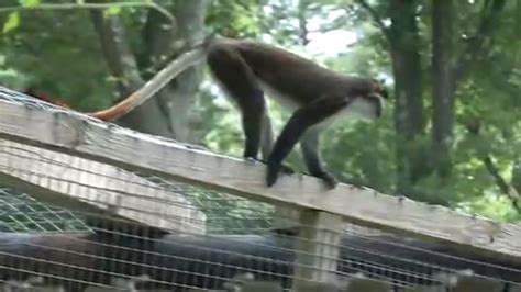 Monkey escaped from enclosure at Zoo in Forest Park