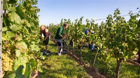 Fachleute Weinlese Wird Bis Ende September Durch Sein Swr Aktuell