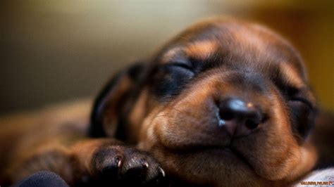 Sleeping Puppy HD wallpaper