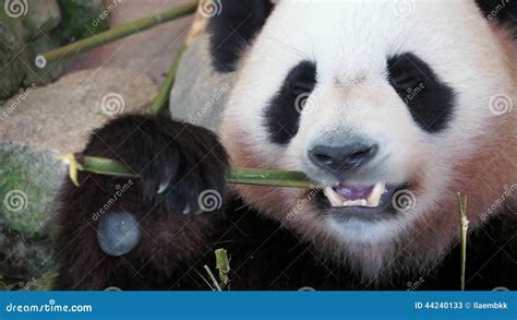 Panda Gigante Del Primer Que Come El Bamb Almacen De Video V Deo De