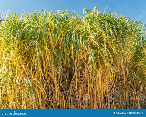 Giant Miscanthus Miscanthus X Giganteus Stock Image CartoonDealer