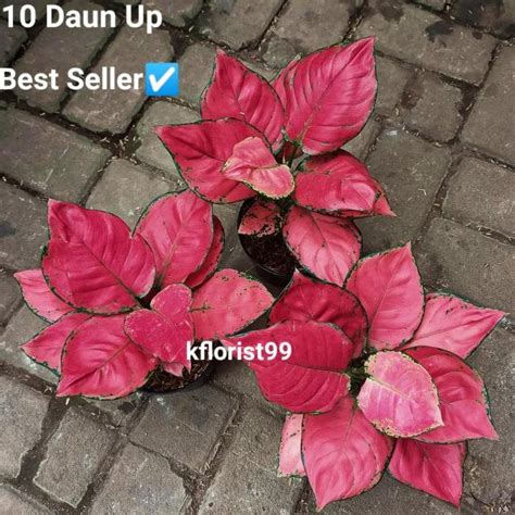 Jual Tanaman Hias Aglonema Red Anjamani Ukuran Remaja Shopee Indonesia