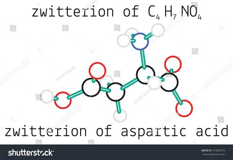 C4h7no4 Zwitterion Aspartic Acid Amino Acid Stock Vector Royalty Free