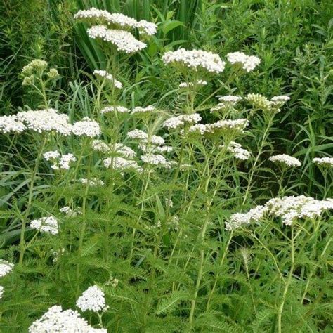 Native Yarrow Achillea Millefolium