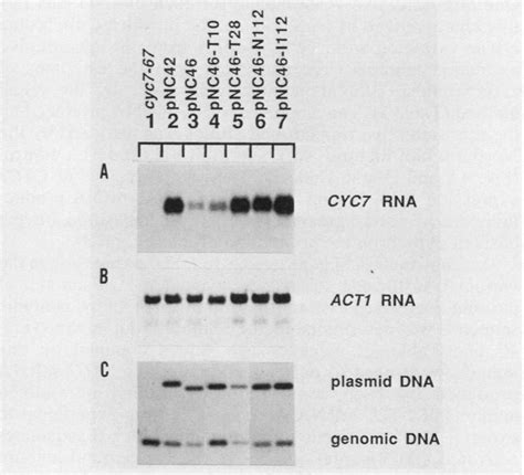 A Autoradiogram Of A Northern Blot Showing Cyc Mrna A Total Of