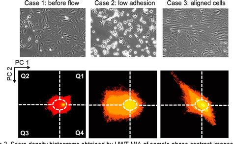 Figure From Dynamics Of Endothelial Cell Responses To Laminar Shear