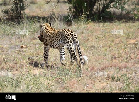 Leopard running hi-res stock photography and images - Alamy