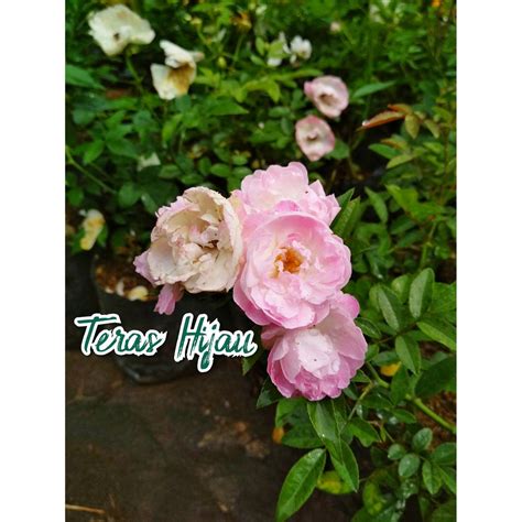 Jual Mawar Rambat Climbing Rose Shopee Indonesia