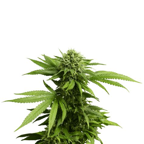 sinsemilla green cultured