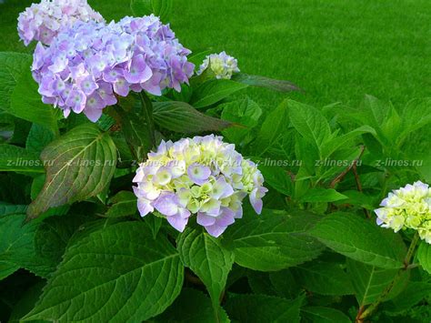 Гортензия крупнолистная описание и фото сорта