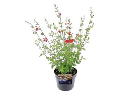 Salvia Microphylla Hot Lips Plant Wholesale FlorAccess