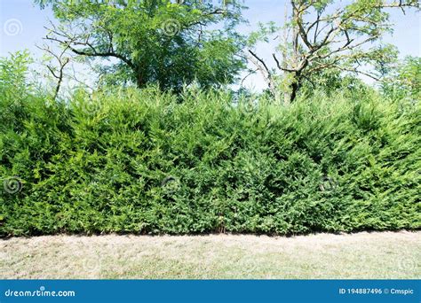 The Hedge Is Made Of Different Types Of Trees And Bushes The Gardener