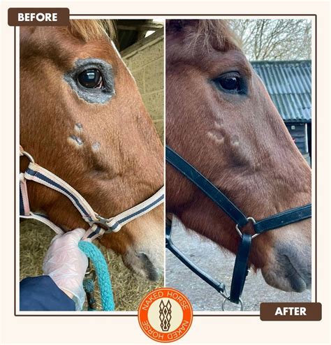 How to rid Ringworm & Scarring on my Horse – Naked Horse