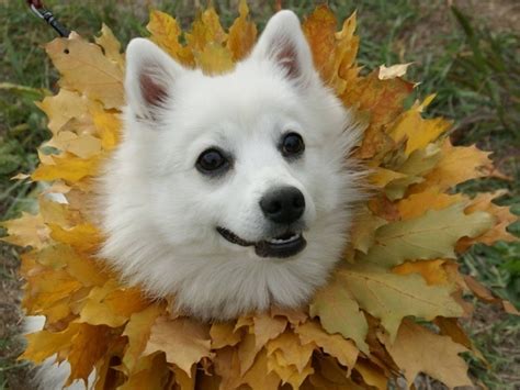 20 Photos of Autumn Dogs To Get You Ready for the Season