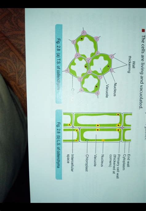 Ques Draw a labelled diagram of collenchyma tissue - Science - Tissues ...