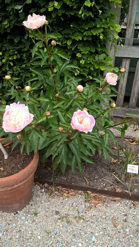 Paeonia Officinalis Alba Plena Pioen Pioenroos Peony Hortus