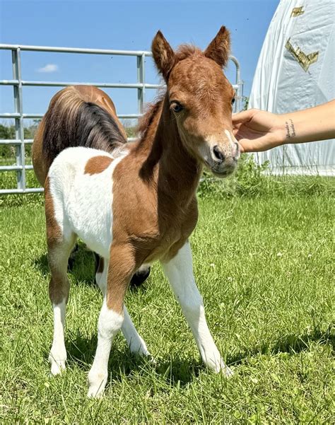 Cheval Miniature poulain a vendre Cheval à vendre Mirabel Petites