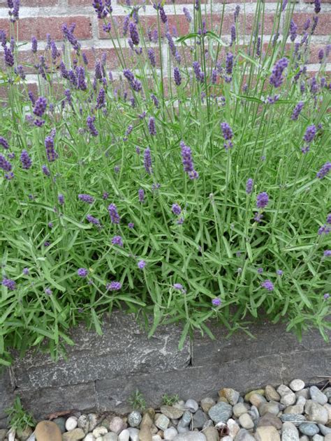 Lavandula X Chaytoriae Richard Gray Pflanzen Kaufen Online