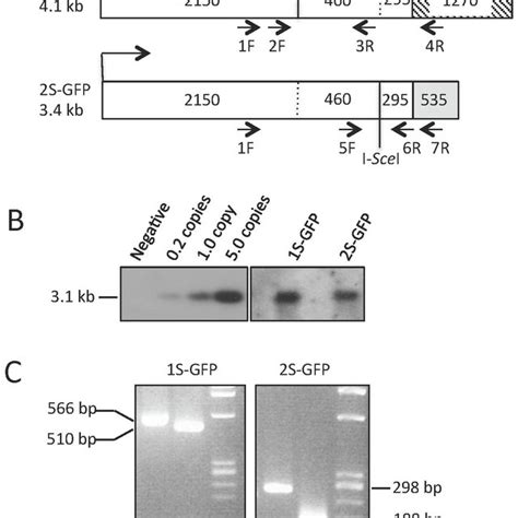 Structure And Confirmation Of The Tetracycline Inducible I Scei