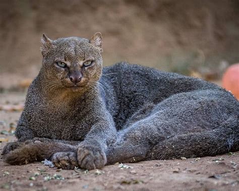 Jaguarundi Gato Mourisco Puma Yaguarondi Photo By Lucas L8photos Discoverwildlife Cats