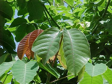 Nursery Plants: Tropical Trees | Tropical Rainforest Trees